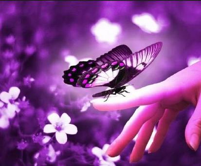 A butterfly study in purple