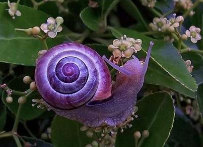 the violet snail of Australia