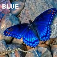 The color blue and it attributes
