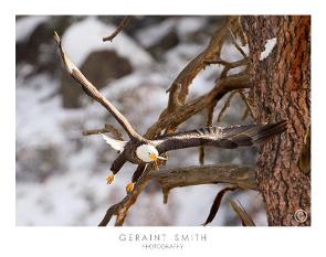 Geraint Smith's Great shot of an Eagle