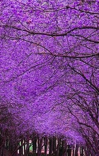 Beautiful Jacaranda Trees of Australia