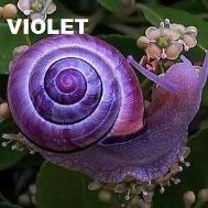 The color violet and its attributes